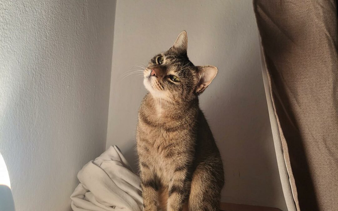 Xena