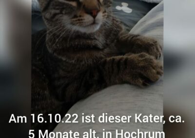 Fundkatze Hochrum  (10/2022)