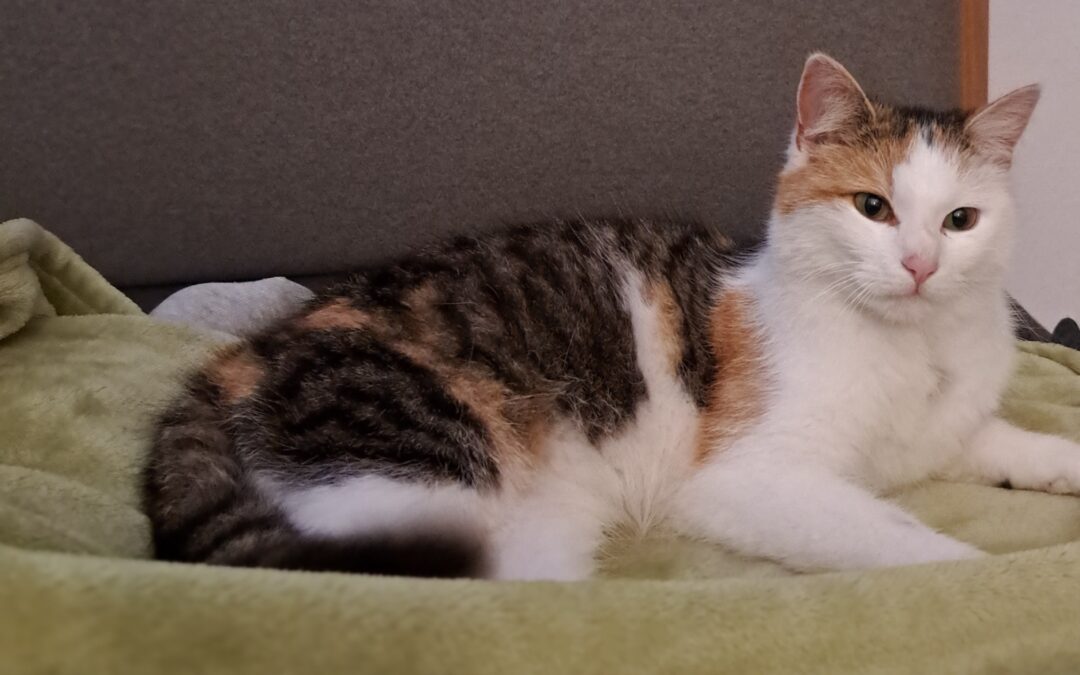 Nala (10/2022)