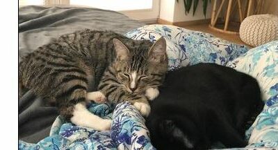 Clyde, Silz(11/22)