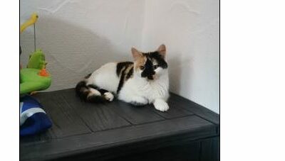 Fundkatze, Brixen im Thale(11/22)