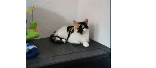 Fundkatze, Brixen im Thale(11/22)