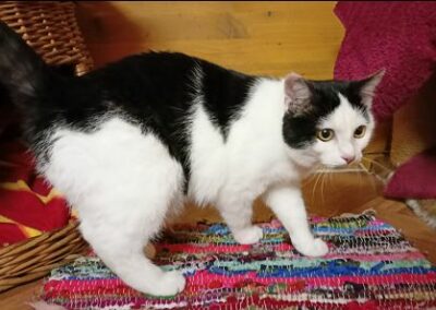 Fundkatze, Raum Kitzbühel(11/22)