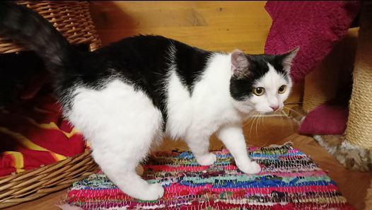 Fundkatze, Raum Kitzbühel(11/22)