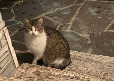 Fundkatze, Kramsach(11/22)