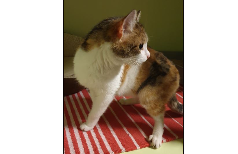 Fundkatze Matrei a. Br.(11/22)