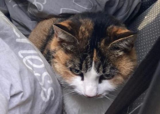 Katze, St. Ulrich am Pillersee(11/22)