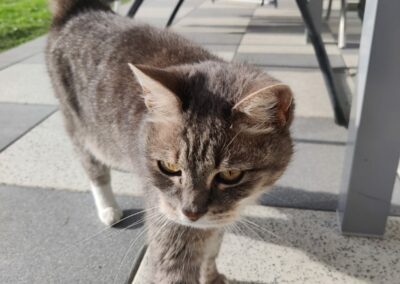 Fundkatze Fachental  (11/2022)