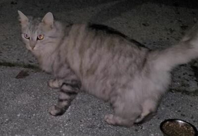 Sichtung Katze, Kufstein(11/22)