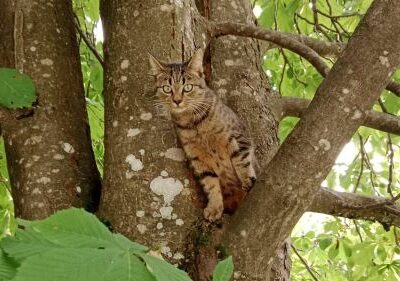 Simba, Brixen im Thale(11/22)