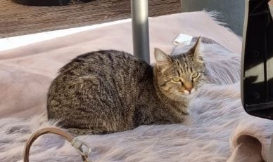 Nala, Kufstein (11/2022)
