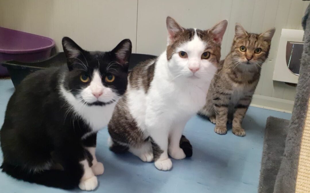 Laya, Eros & Krusty
