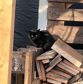Gesichtete Katze  (12/2022)