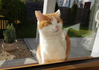 Fundkatze Grinzens  (11/22)