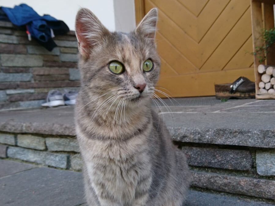 Fundkatze Kramsach  (11/22)