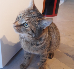 Fundkatze Buch (11/22)