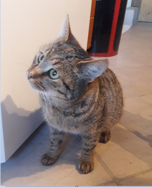 Fundkatze Buch (11/22)