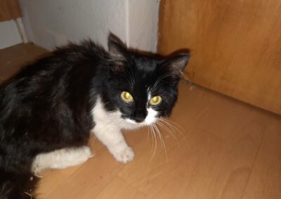 Fundkatze Mayrhofen  (12/2022)