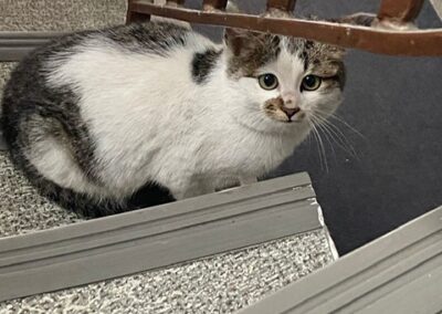Fundkatze Ötztal Bahnhof  (12/22)