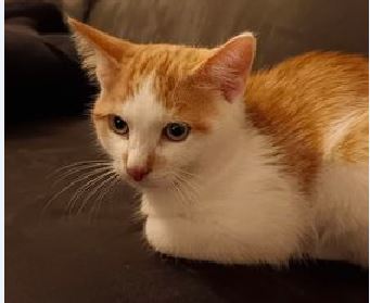 Fundkatze Pians  (12/2022)