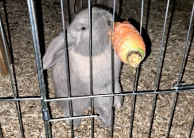 Finnie(12/2022)