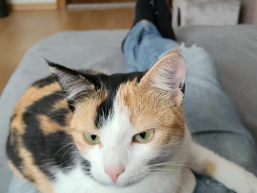 Cleo  (11/22)