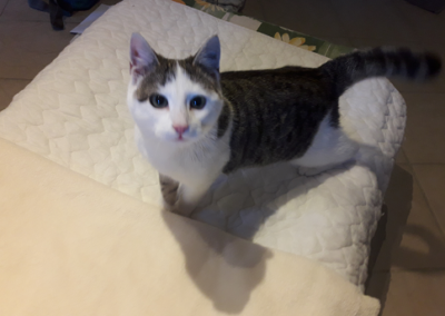 Fundkater Kaltenbach  (11/22)