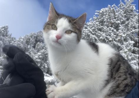 Katze, Kühtai(11/22)