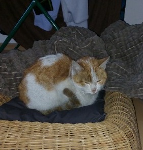 Kirchbichl_Fundkatze12122022