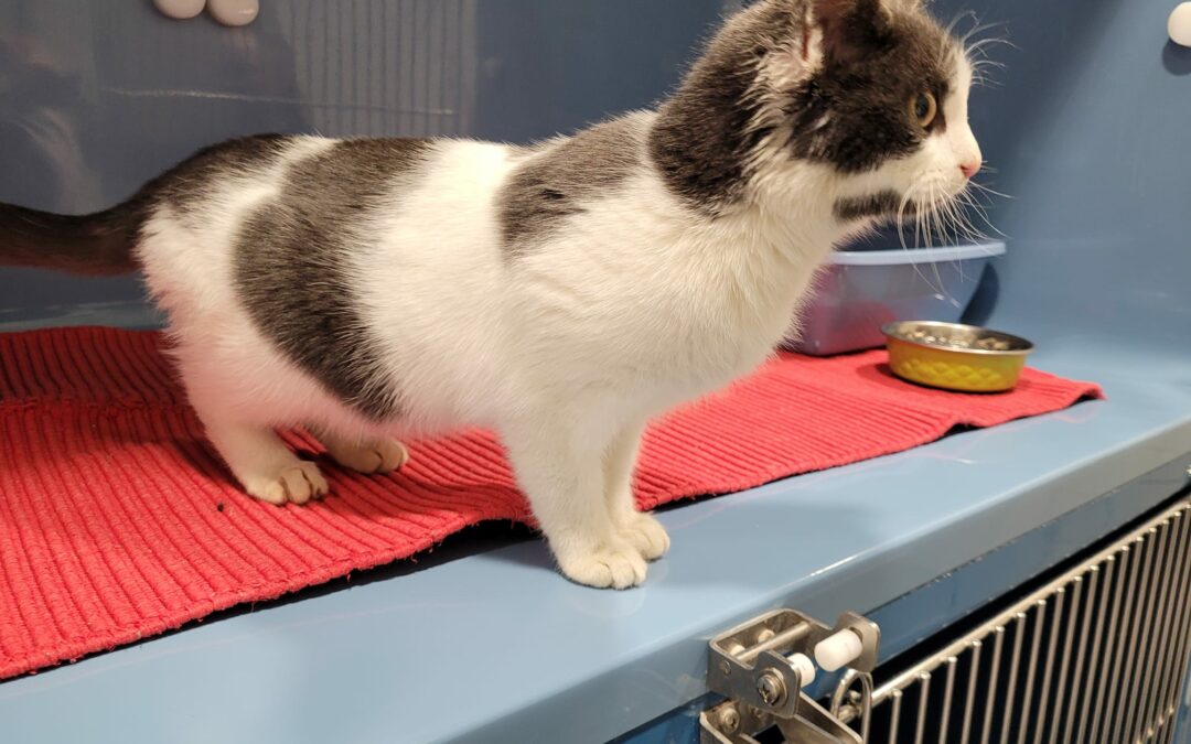 Fundkatze Kufstein  (11/22)