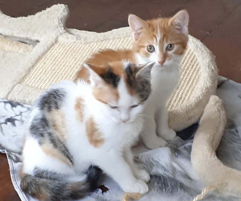 Minou und Merlin