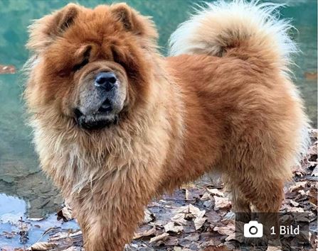 Chow Chow, Kaprun (Salzburg) (01/23)