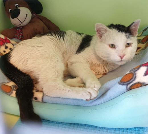 Fundkatze Innsbruck (01/23)