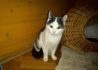 Fundkatze, Hopfgarten  (01/23)