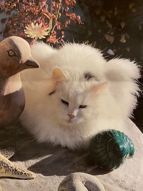 Innsbruck_Kater_Peterle