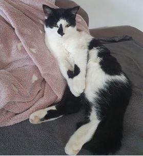 Langkampfen_Kater_Balu