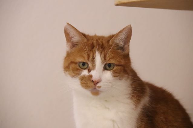 Lilu