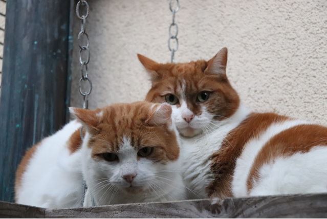 Maungi & Mimi
