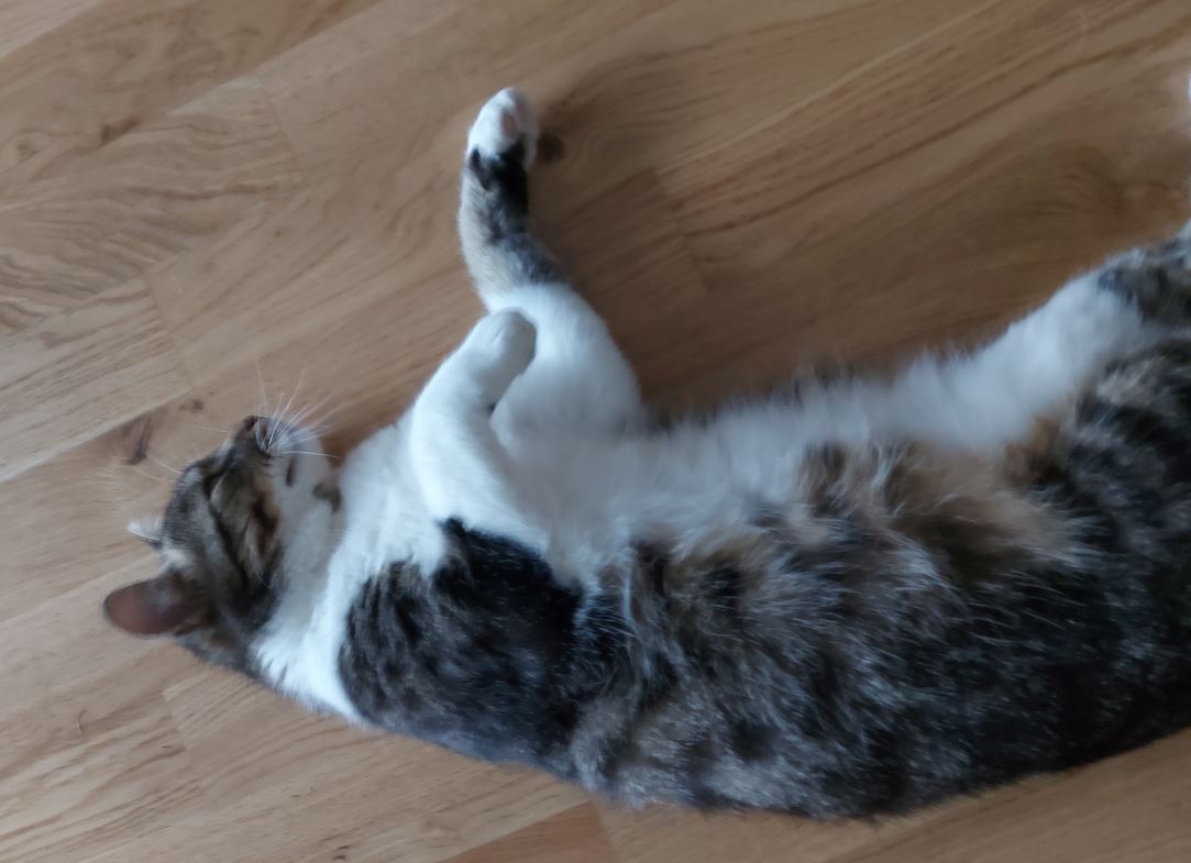Natters_Kater_Cookie