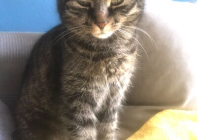 Lilly, Pettnau  (01/23)