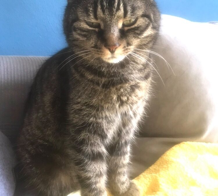 Lilly, Pettnau (01/23)
