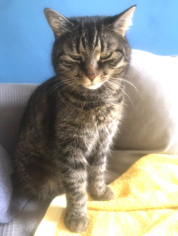 Pettnau_Katze_Lilly