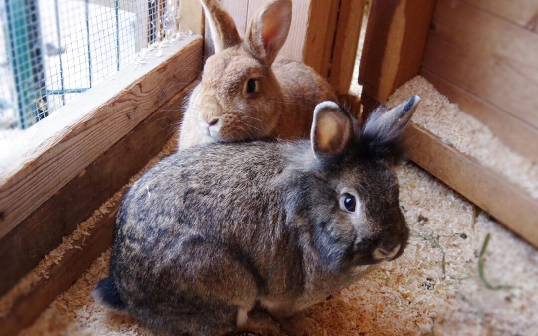 Schnuppi & Elvis
