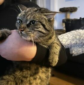 Fundkatze, Stans  (01/23)