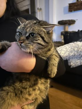Stans_Fundkatze1