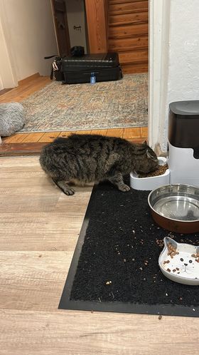 Stans_Fundkatze2
