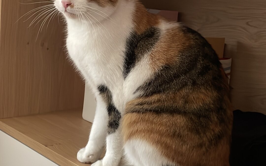 Sunny, Hall (01/23)