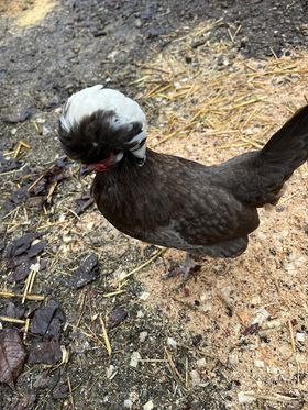 Telfs_Huhn_Kippi