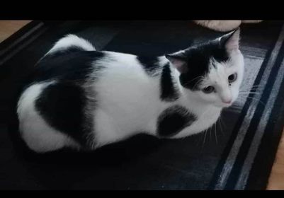 Telfs_Kater_Lucky2
