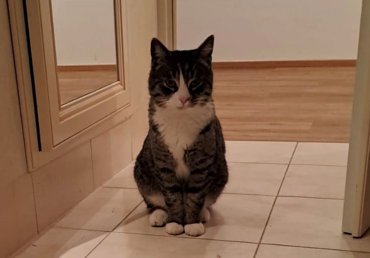 Völs_Kater_Skietels